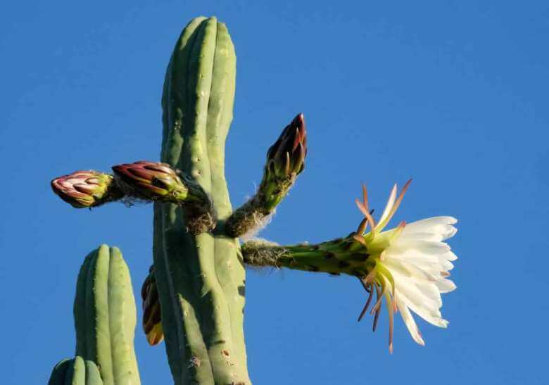 blooming san pedro