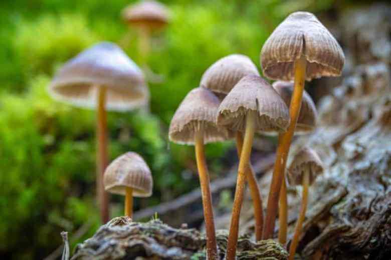 liberty cap mushrooms