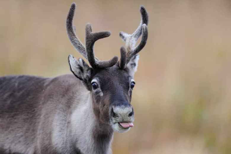 reindeer portrait