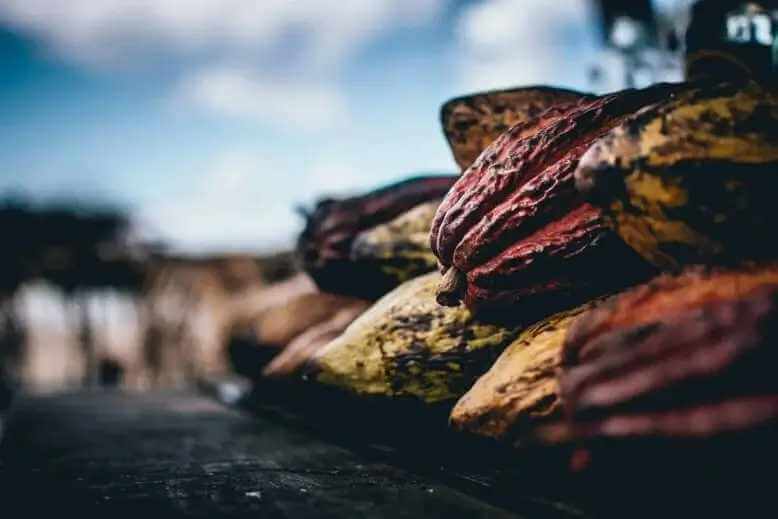 cacao beans