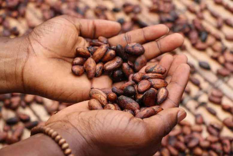 cacao in hands