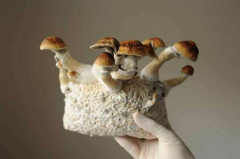 Buy magic mushrooms online for sale.