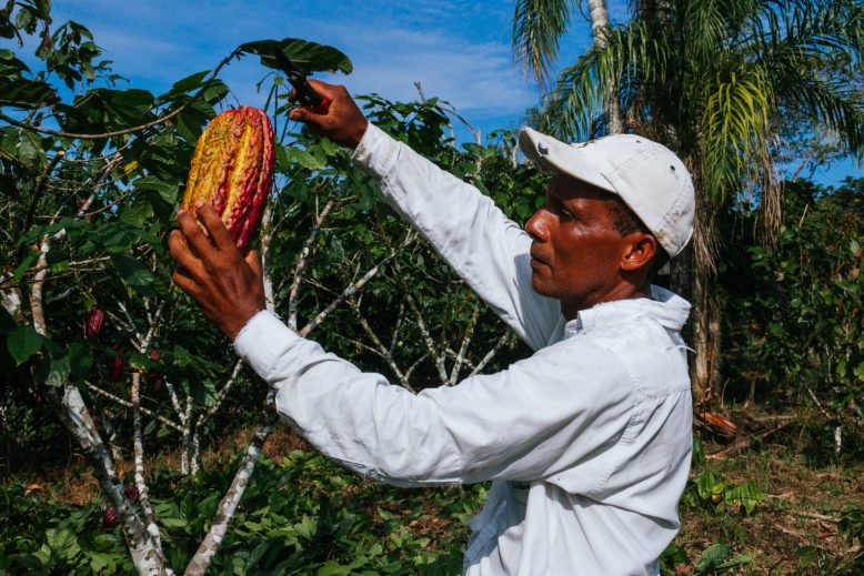 Farmer,Man,In,Cocoa,Plantation,,Tending,And,Harvesting,,Ecuadorian,Cocoa