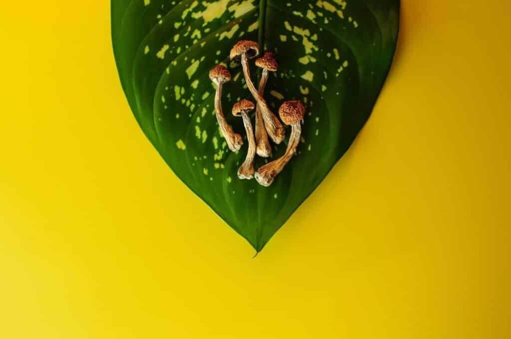 psilocybin mushrooms on a leaf