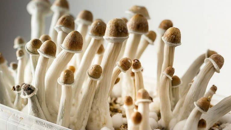Elegant How To Grow Penis Envy Mushrooms Photos