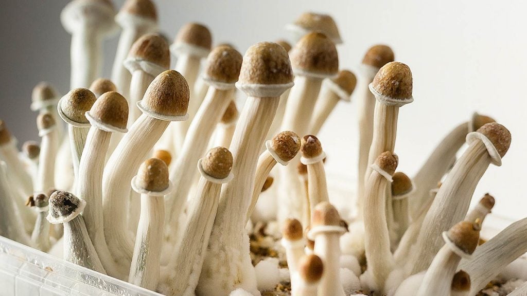 How To Grow Penis Envy Mushrooms?