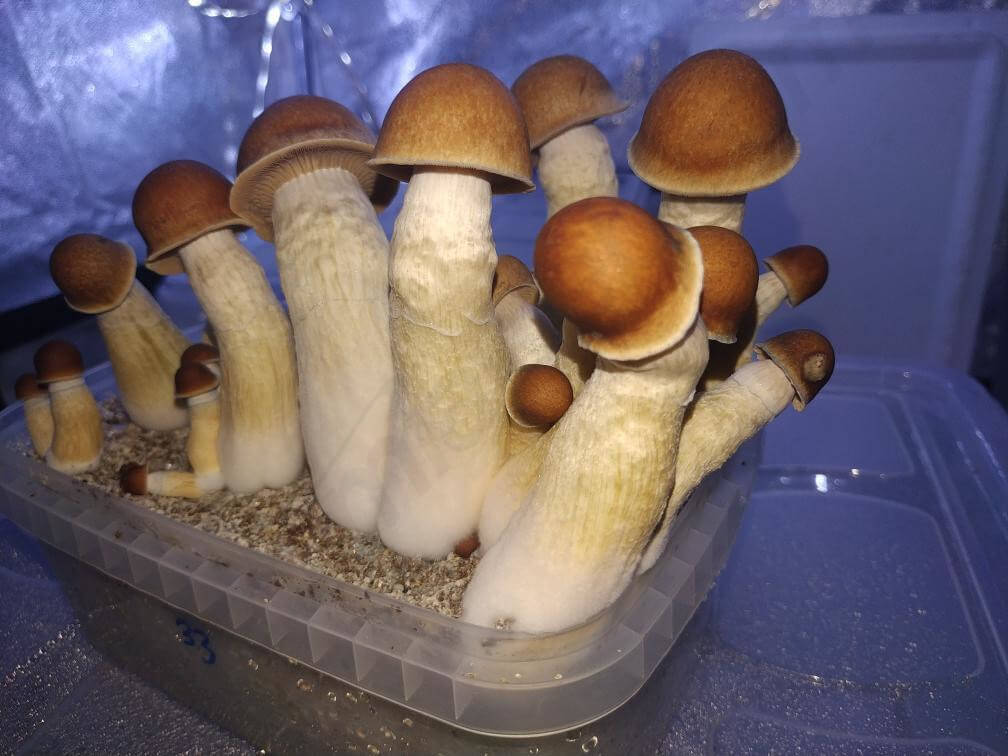 penis envy mushroom harvest
