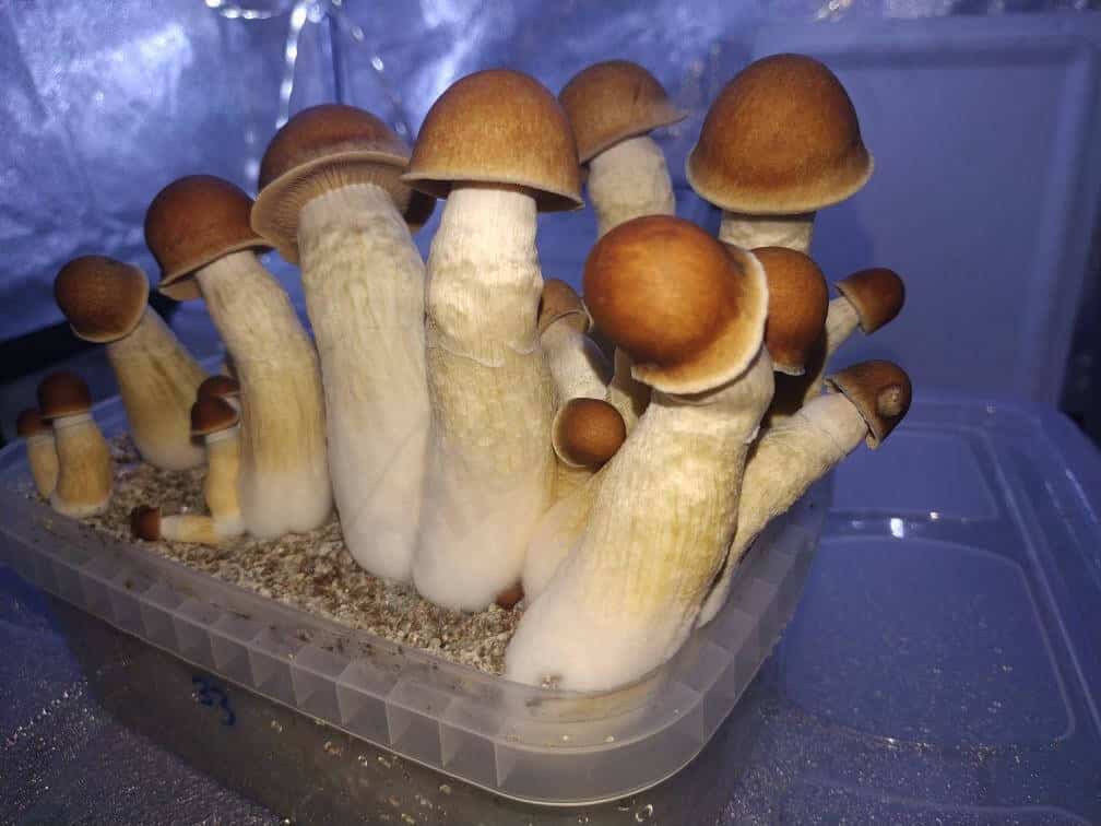 Penis Envy Mushrooms Effects Potency Variants Benefits