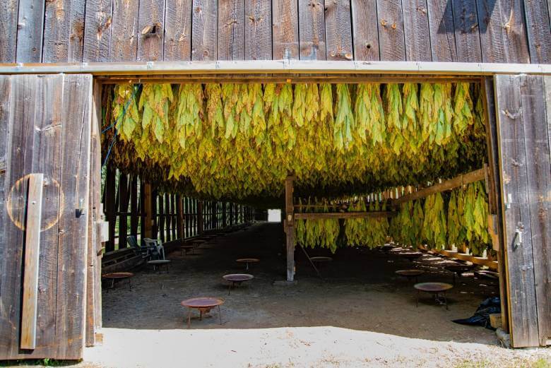 barn with tobacco