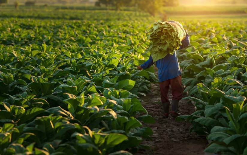 field with tobacco leaves