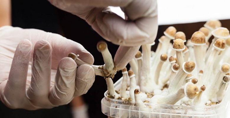 Growing Mushrooms for Microdosing
