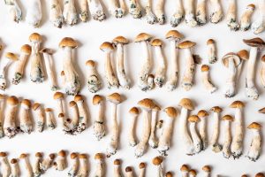 Growing Mushrooms - Ingestion and Storage