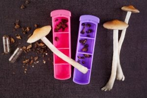 Microdosing Psilocybin Mushrooms vs. LSD