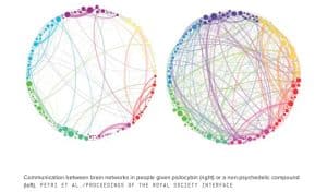 your brain on magic mushrooms image - wired