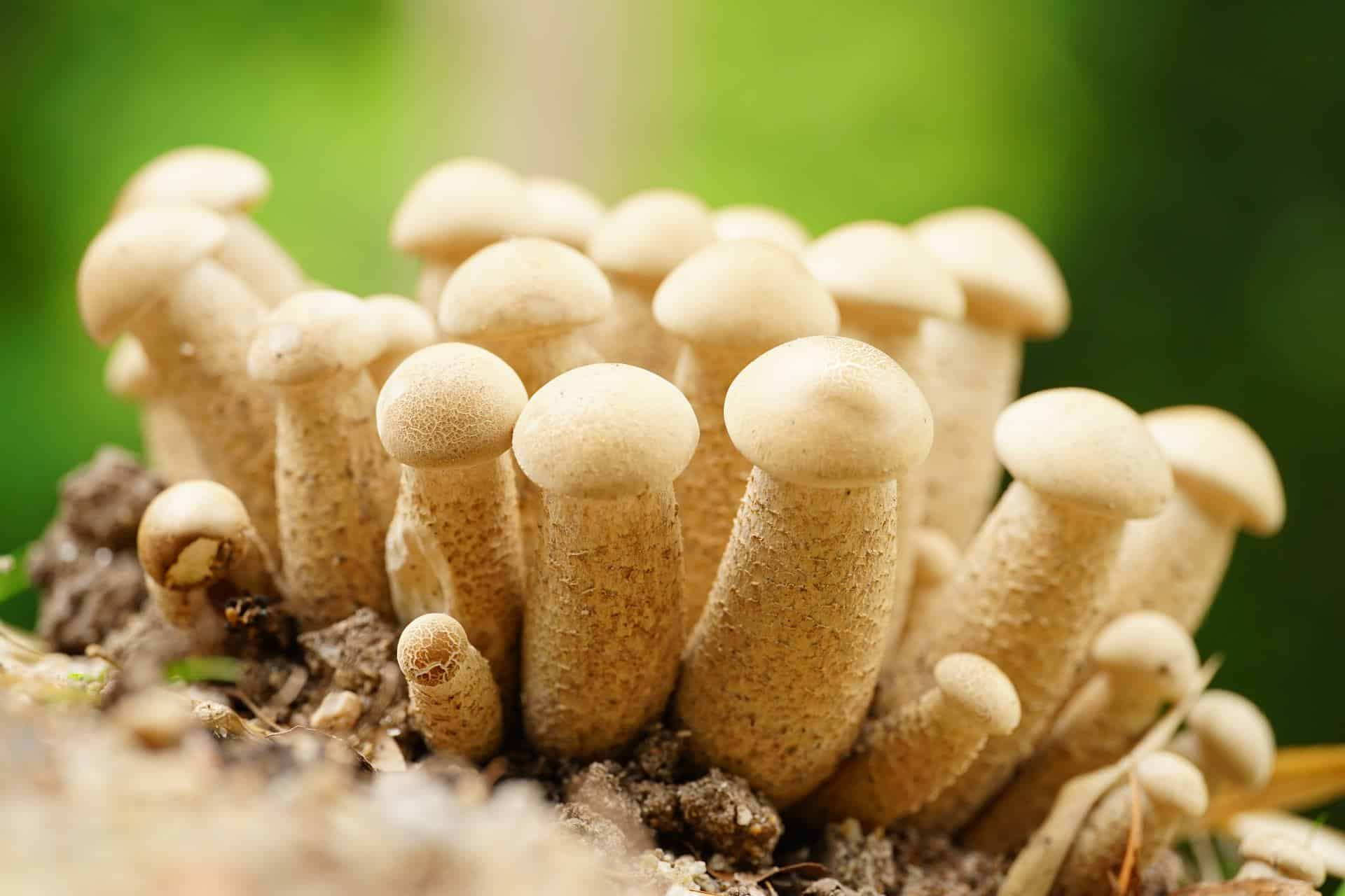 Penis Envy Mushrooms: What They Are & How They Became the Ultimate Magic  Mushroom - Third Wave
