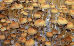 Cambodian Cubensis magic mushrooms