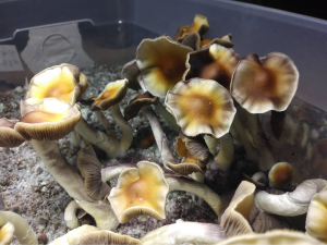 tital wave magic mushrooms strain - p. cubensis