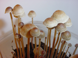 Psilocybe tampanensis magic mushrooms
