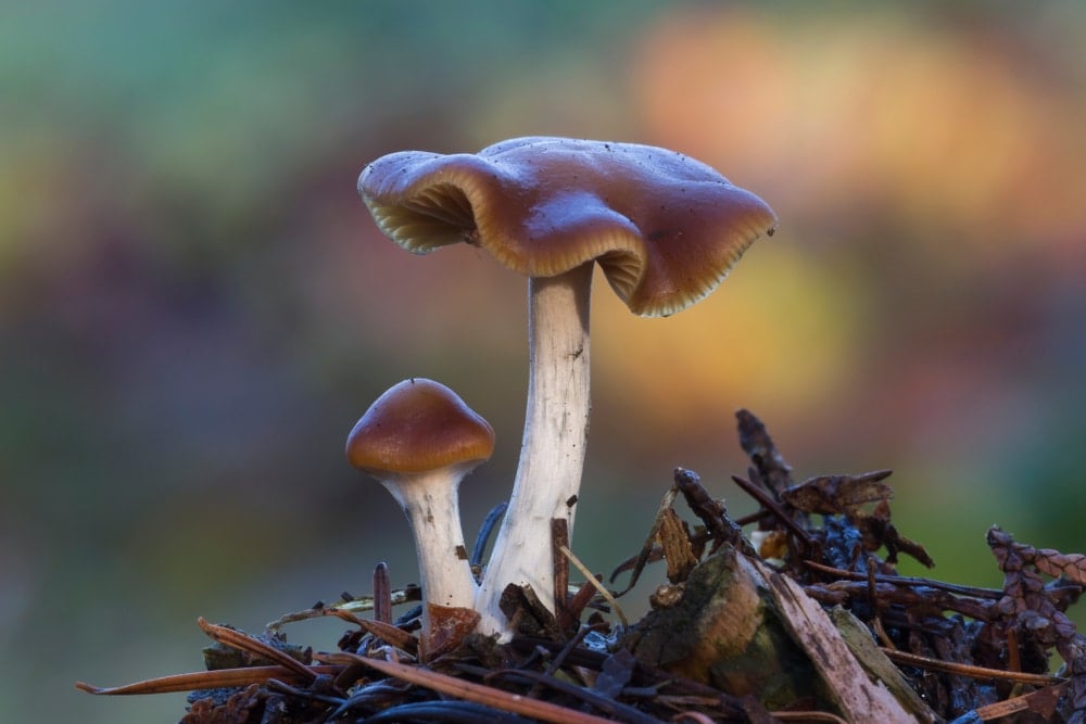 Psilocybe cyanescens (Wavy Caps)