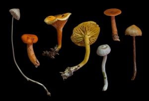 Diferent types of mushroom strains - third wave
