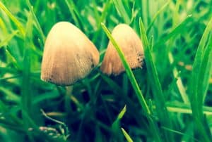  liberty caps psilocybin mushroom