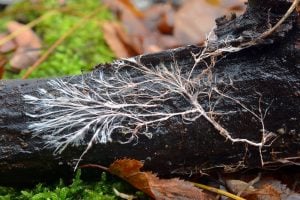 Mycelium network growing on tree