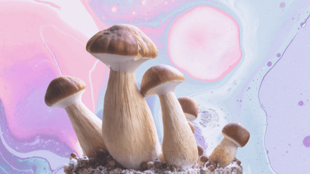 The 5 Best Strains of Magic Psilocybin Mushrooms