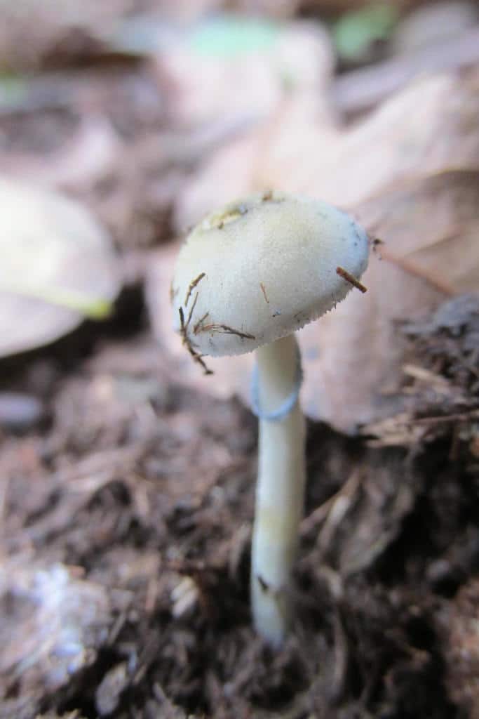 Psilocybe natalensis