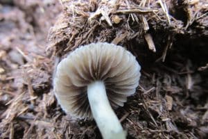 Psilocybe natalensis Copyright: © lizziepop https://uk.inaturalist.org/observations/11091609