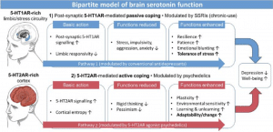 Image reflecting difference between 5-HT1A and 5-HT2A serotonin receptors