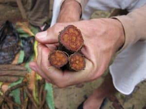 Making Ayahuasca in Peru, South America - third wave blog image