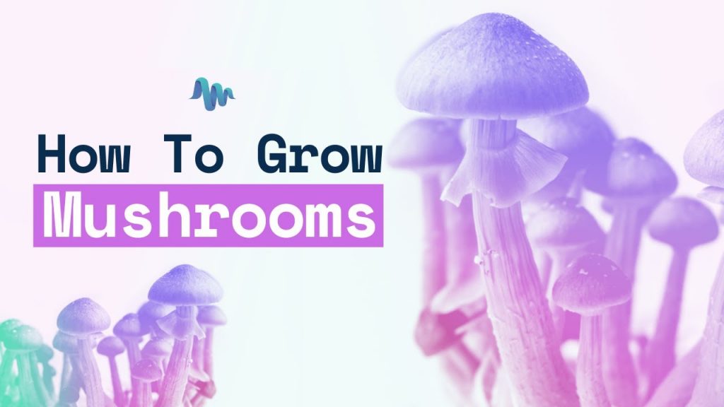 How to Grow Your Own Mushrooms - Easy Grow Kit & Course!