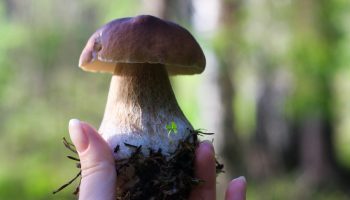 mushroom experts to learn from