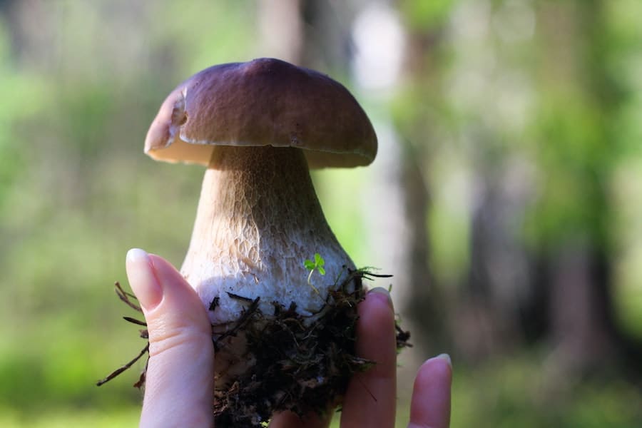 Mushroom Expert Advice