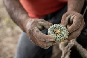 image of man holding a button of peyote psychoactive cactus - third wave blog image