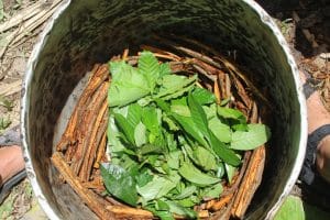 image of ayahuasca leaves and roots - third wave blog