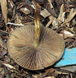 psilocybe alleni