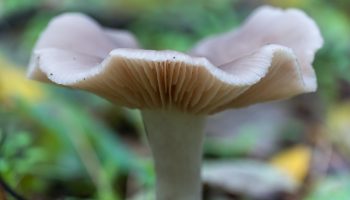 wavy cap mushroom