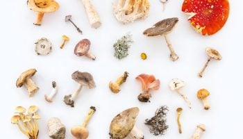 best mushroom courses and coaches