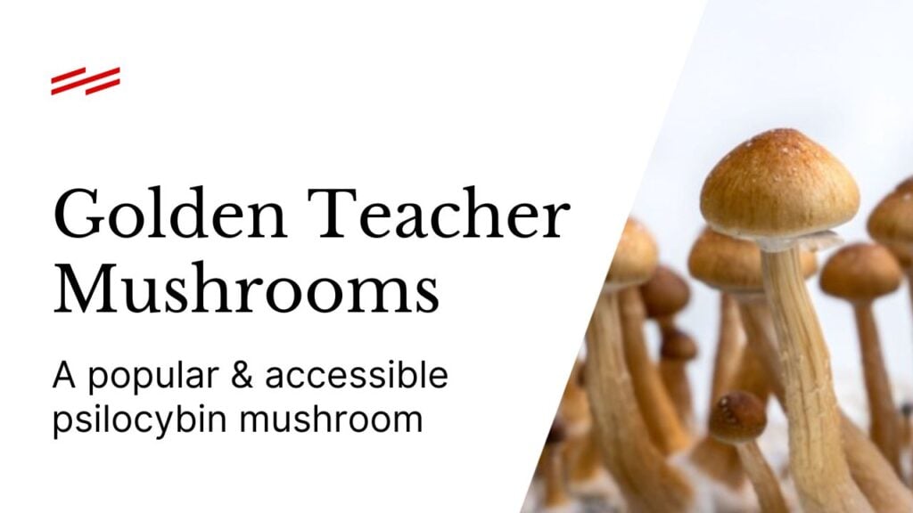 Golden Teacher Mushrooms: How it Feels to Journey with these Shrooms