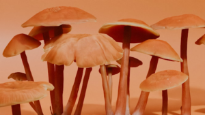 a group of orange mushrooms