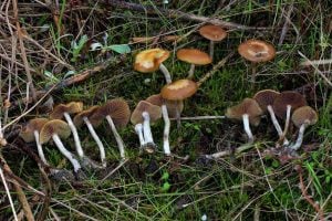 wavy cap mushroom identification