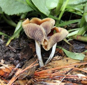 Psilocybe cyanescens Mushrooms