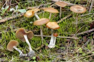 wavy cap mushrooms photography