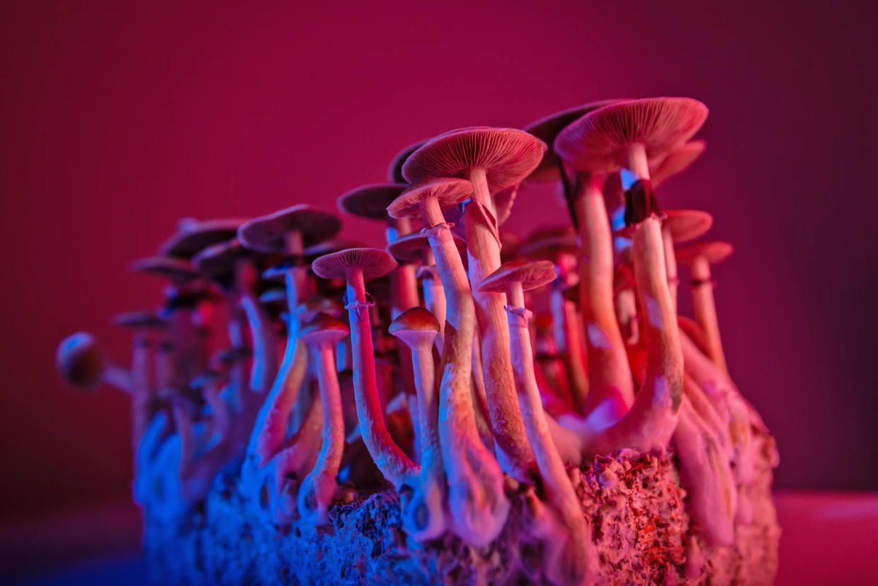psychedelic mushrooms science of psychedelic Visuals