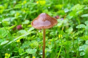 Psilocybe semilanceata