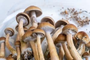 Healing Powers of Magic Mushrooms metaphor image psilocybin mushrooms for alcoholism