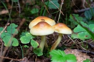 Galerina marginata mushroom