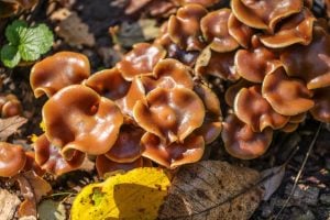 Psilocybe cyanescens (sometimes referred to as wavy caps or as the potent Psilocybe) is a species of potent psychedelic mushroom.