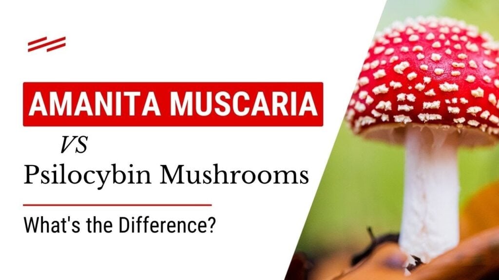 Amanita Muscaria VS Psilocybin Mushrooms: What's the Difference?